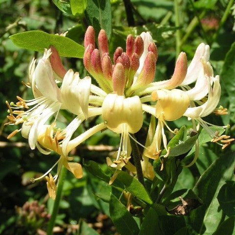 Scentational Story: Honeysuckle