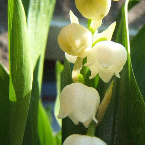 Scentational Story: Lily of the Valley