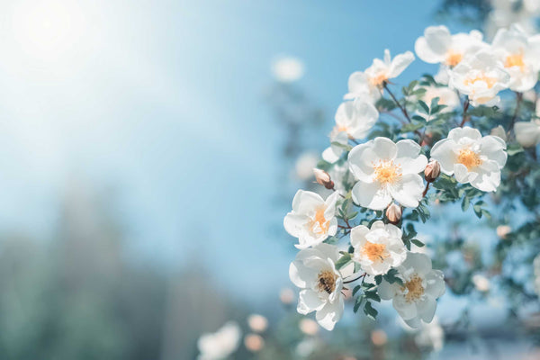 Spring Awakening: Fresh Floral Scents to Try