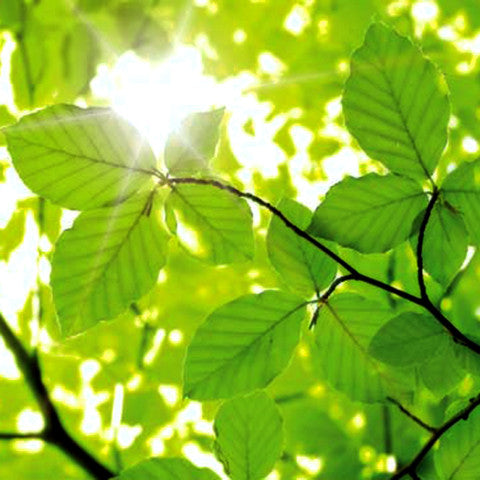 Vibrant - A fresh, crisp scent for summer