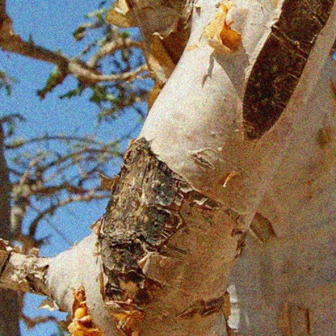 Arboraceous (Woody) Sampler