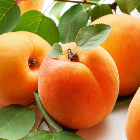 Apricot Mythology