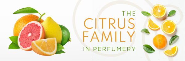 The Citrus Family in Perfumery: Brightness, Clarity, and Volatility