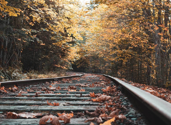 Autumn scenery. Tree leaves changing colors and hanging over railroad tracks.