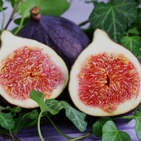 Scentational Story: Fig