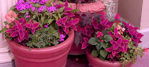 Flower Pot