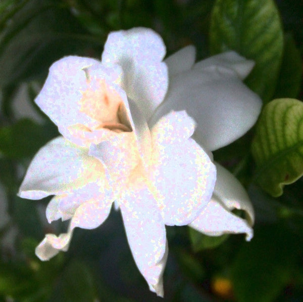 Midsummer Dream