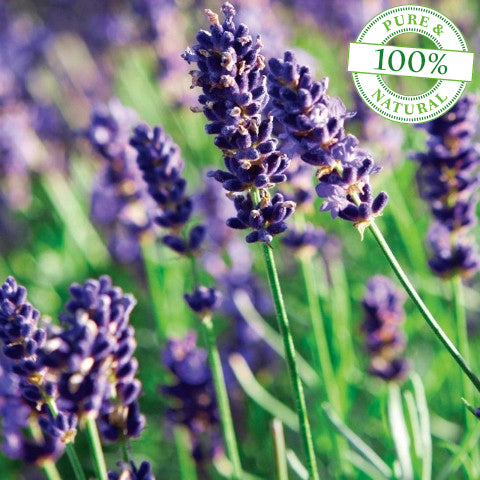 Scentational Story: Lavender