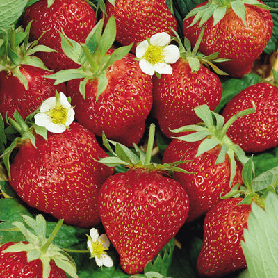 Scentational Story: Strawberry