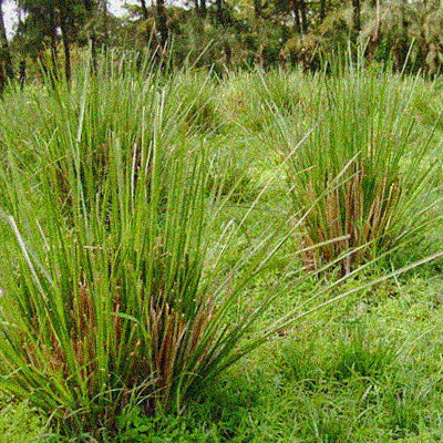 Vetiver Creed Type