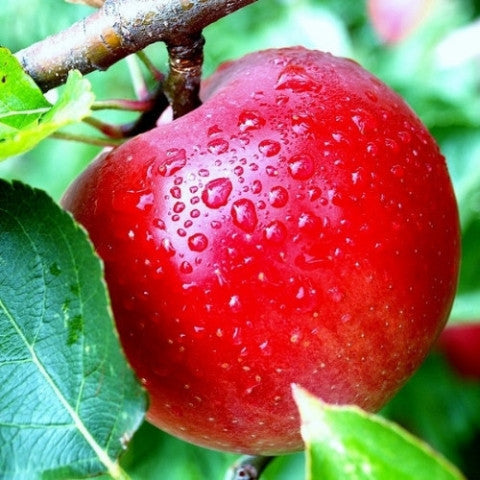 Fruitaceous (Fruity) Sampler